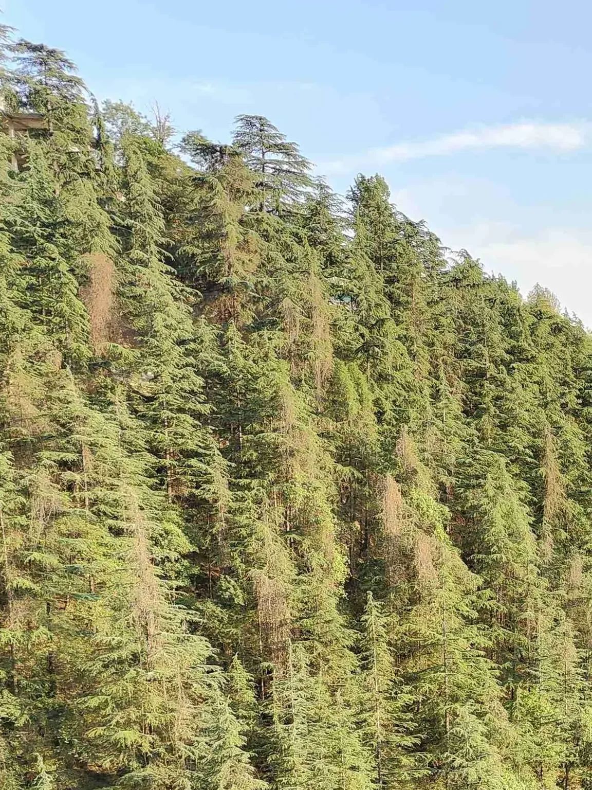 Deodar running down the hillside.