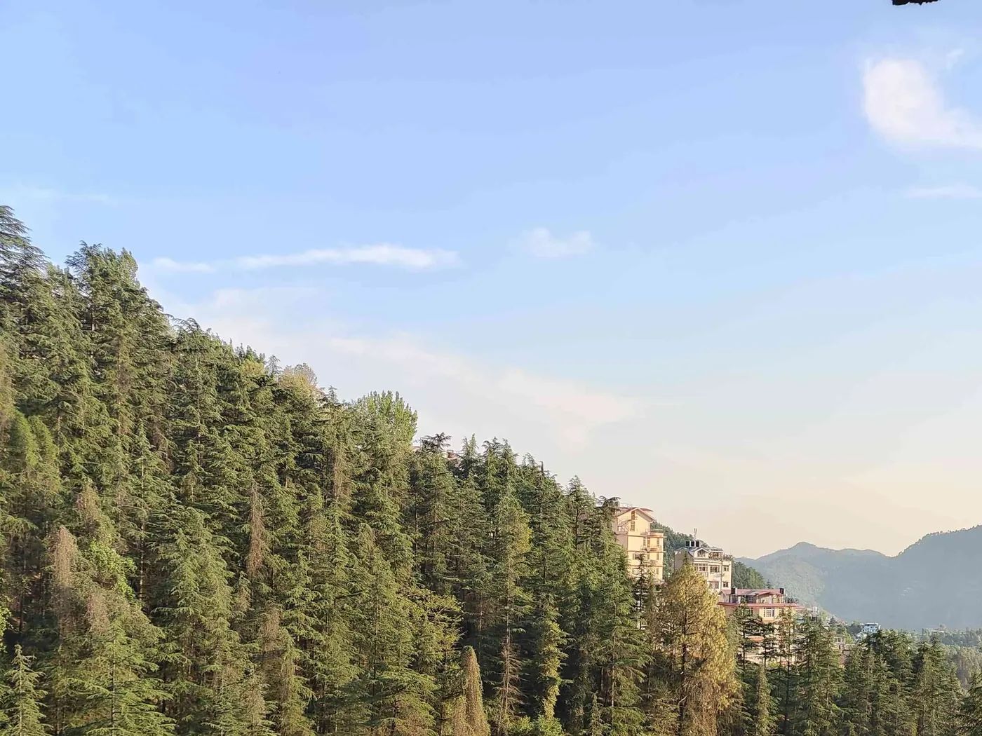 Deodar down the ridge, the ranges standing behind.